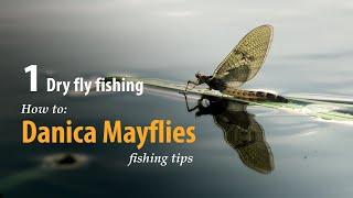 How to • Dry fly fishing • Danica Mayflies • fishing tips
