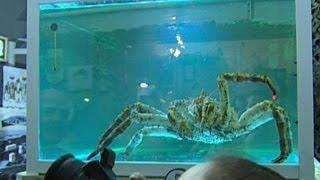 Краб Петрович переехал в VIP-аквариум