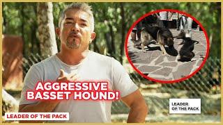 Aggressive Basset Hound Dog vs. Cesar Millan!