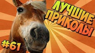 BEST Jokes FUNNY HORSE # 61