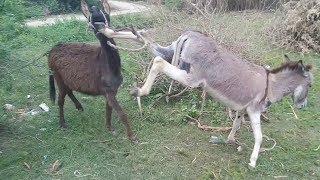 Super murrah donkey meeting first time try