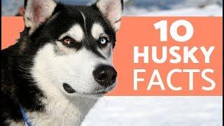 10 Things You Didn’t Know About the Siberian Husky
