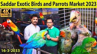 Exotic Birds and Parrots Saddar Birds Market 16-3-2023 Karachi | Fancy Hen and Rooster