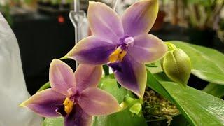 RIDGE ORCHID SOCIETY SHOW 2020! VENDORS part 1