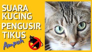 Suara Kucing Pengusir Tikus | Pengusir Tikus Paling Ampuh | Pengusir Tikus Tanpa Iklan |