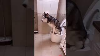 The dog is sitting on the toilet