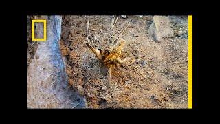 Watch a Male Tarantula Risk Death for Sex | National Geographic