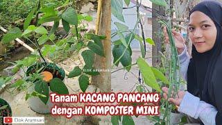 TANAM KACANG PANJANG DENGAN KOMPOSTER MINI DI TENGAH