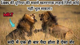 Mr.T - The Most Dangerous Lion Born in The History। Mr.T vs 4 Selatis । Facts Phylum। Mapogo Lions।