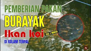 PEMBERIAN PAKAN BURAYAK IKAN KOI JENIS KOHAKU DOIT USIA 2 MINGGU