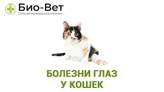 Болезни глаз у кошек. Ветеринарная клиника Био-Вет.