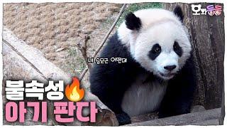 [오와둥둥] ep.4 바쁘다 바빠! 24시간이 모자란 불꽃효녀 후이와 루푼젤의 일상│Panda World