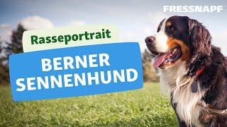 Berner Sennenhund I Rasseportrait I FRESSNAPF
