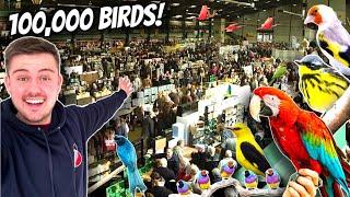 MASSIVE Bird Market in the UK - Stafford 2024