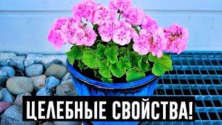 9 недугов, которые лечит герань. Не цветок, а помощник народных целителей!