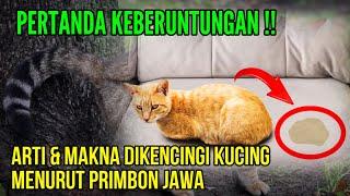 ALHAMDULILLAH JANGAN MARAH !! ARTI DIKENCINGI KUCING MENURUT PRIMBON JAWA, PERTANDA KEBERUNTUNGAN