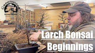 Larch Bonsai Beginnings - Greenwood Bonsai