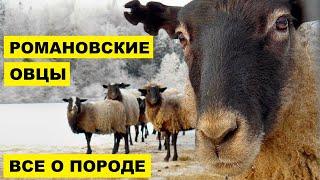 Романовские овцы | Преимущества и недостатки романовской породы овец | Овцеводство