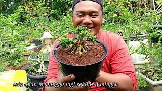 Bonsai Sancang mame naik sepatu keramik #shorts #real #bonsaisancang #bonsaimania #tanaman  #fb