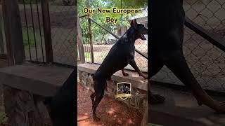 Our new big European boy jumbo | A2z Doberman | European doberman