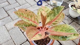 Repotting Aglaonema Romantic LOVE