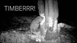 Beaver chews a tree and dodges the fall