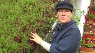 How to plant a garden cranberry