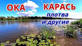 РЕЧНОЙ КАРАСЬ ХОРОШАЯ ПЛОТВА и ПОЛУБОНУС.  Рыбалка на ОКЕ в конце августа 2021.