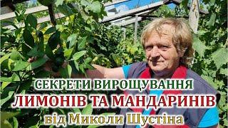 Секрети вирощування лимонів та мандаринів від Миколи Шустіна