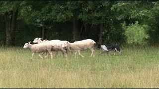 Border Collies (Training, Commands, Life Application)