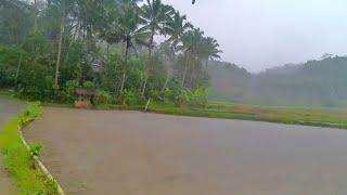 Walking through the rice fields and villages when it rains||Sukabumi| West Java | Indonesia