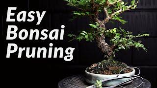 FAST & EASY Pruning Bonsai Trees for Beginners - How to Prune a Chinese Elm Bonsai Tree