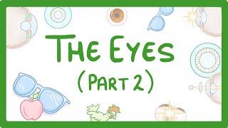 GCSE Biology - How the Eye Works (Part 2) - Accommodation