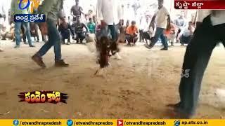 Huge Kodi Pandalu | in Gudiwada | Without Police Permission | Krishna Dist