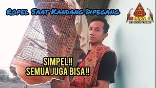 Tips Melatih Trucukan Ropel Saat Kandang Dipegang