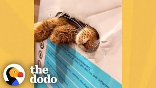 Family Finds Someone In A Taped-Up Box | The Dodo Faith = Restored