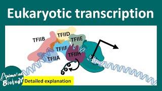 Transcription in eukaryotes | Chromatin-centric view of transcription | RNA pol II transcripts