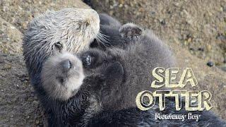 Sea Otter Baby in Monterey