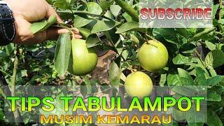 TIPS!! Mengatasi Musim Kemarau #tabulampot #kebuntabulampot