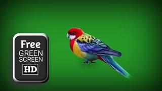 Colour full bird green screen animation | green screen birds flying | bird green screen no copyright