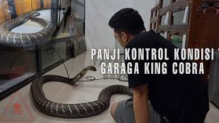 PANJI PELUK GARAGA NGAMBEK | KONDISI KING COBRA GARAGA