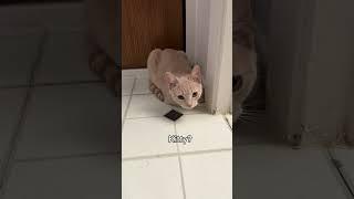 It’s a cat loaf  #cats #cutecats #funnycats #pets #catloaf