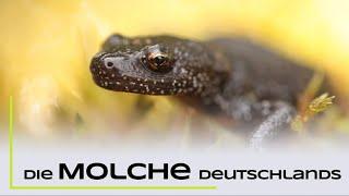 Kammmolch, Bergmolch und Co. - Die Molche Deutschlands