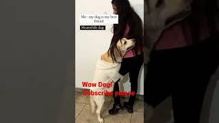 Dog sex, #instagram #reels #shorts