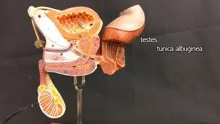 Male Reproductive Anatomy