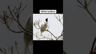 The Scariest Bird Sounds In The World  Pt.2 #shorts