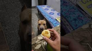 Chatora Bullyvs Gol gappa...  #amanandbully #pitbulldog #americanbully #golgappa