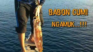 Babon Cumi Ngamuk-Angler Cumi