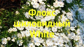 Флокс шиловидный Белый. Краткий обзор, описание характеристик phlox subulata White