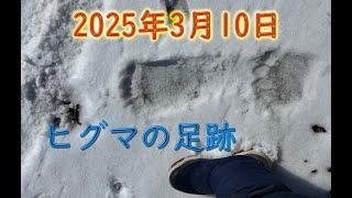 March 10, 2025 Brown Bear Trail Camera Hunting Camera Hokkaido Brown Bear Channel Brown Bear